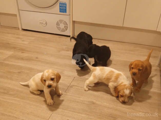 Cocker Spaniel Puppies for sale