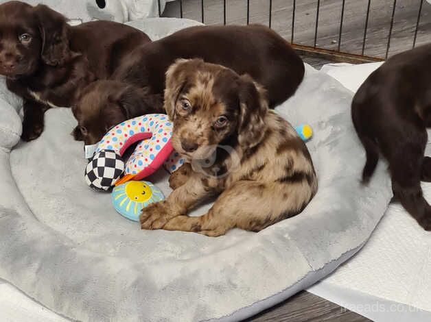 Cocker spaniels puppies for sale in Ashford, Surrey