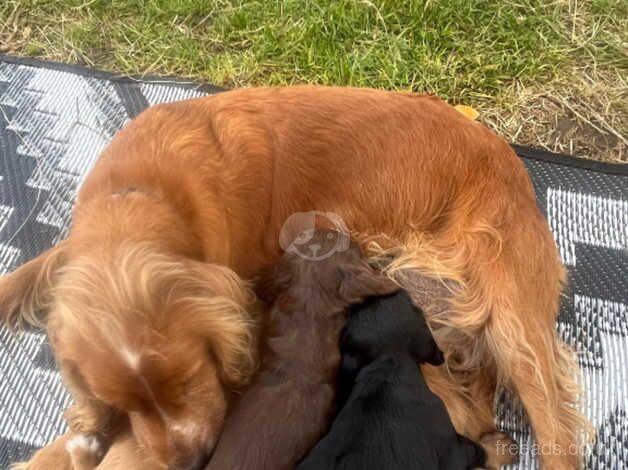 cocker spaniels puppies for sale in Burton upon Trent, Staffordshire