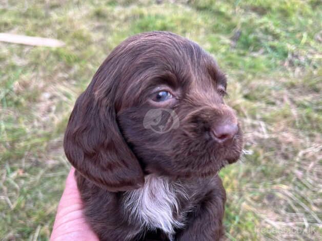 Cocker Spaniels for sale in Burton upon Trent, Staffordshire