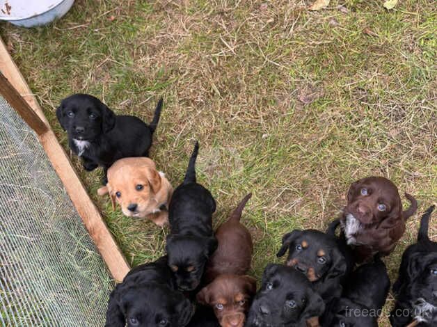 Cocker Spaniel Puppies for sale in Staffordshire