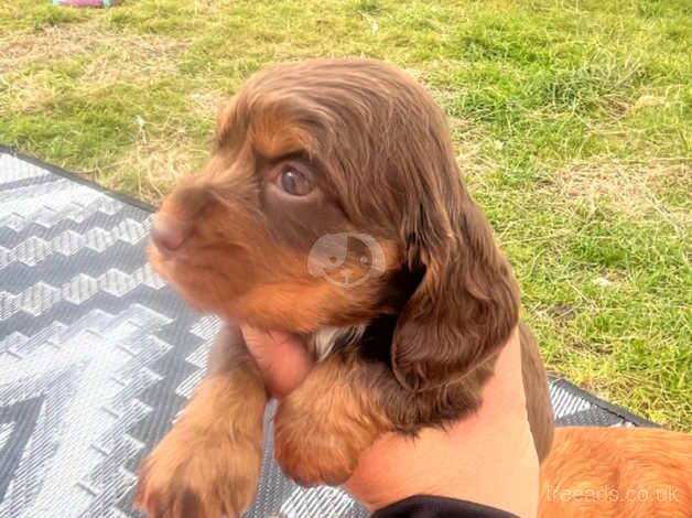 Cocker Spaniel Puppies for sale