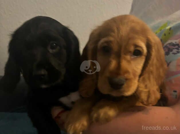 Cocker Spaniels puppies for sale in Witney, Oxfordshire - Image 1