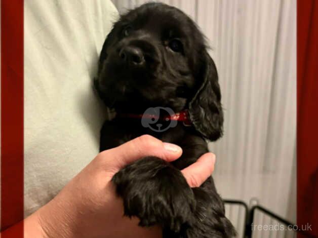 Cocker Spaniels puppies for sale in Witney, Oxfordshire - Image 2