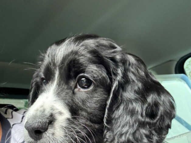 Cocker Spaniels puppies for sale in Witney, Oxfordshire - Image 3