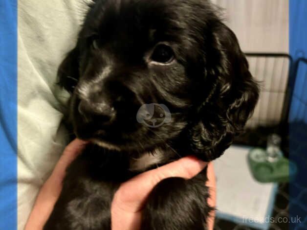 Cocker Spaniels puppies for sale in Witney, Oxfordshire - Image 4