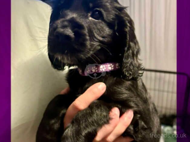 Cocker Spaniels puppies for sale in Witney, Oxfordshire - Image 5