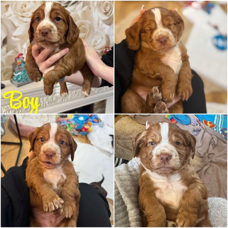 Cocker spaniels puppys for sale in Poole, Dorset - Image 2