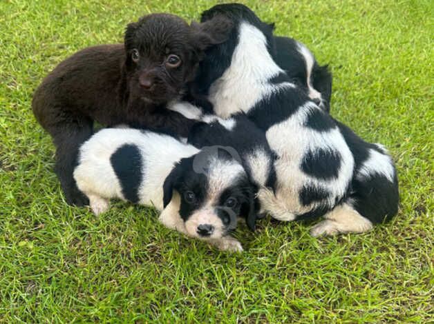 Cocker Spaniels Puppys for sale in Walsall, West Midlands - Image 1