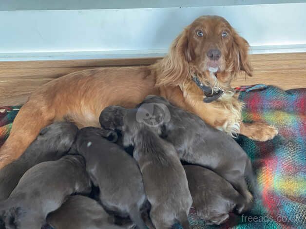 Cocker spaniels pups for sale in Southport, Merseyside