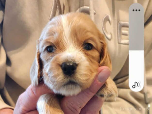 Cocker spaniels pups for sale in Stranraer, Dumfries and Galloway - Image 1