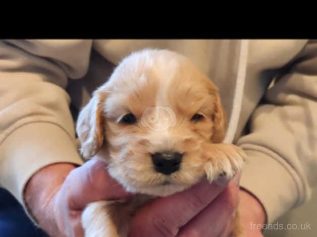 Cocker Spaniels for sale in Stranraer, Dumfries and Galloway