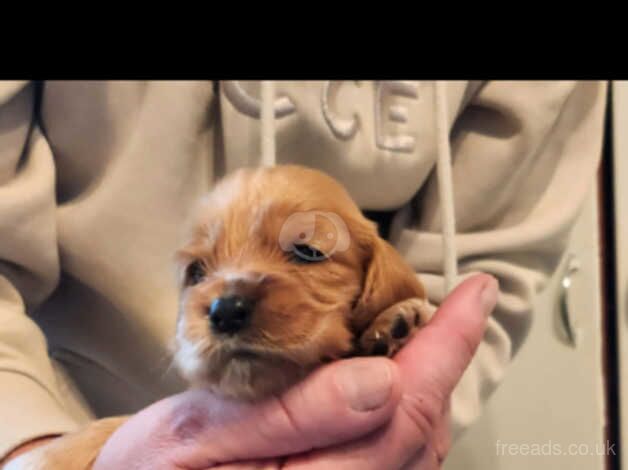 Cocker Spaniel Puppies for sale in Dumfries and Galloway