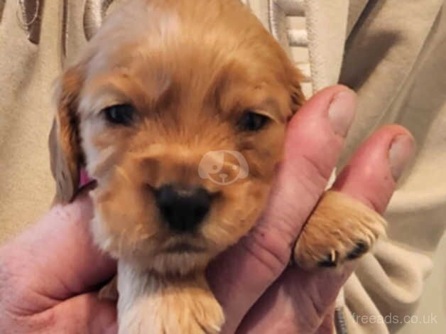 Cocker Spaniel Puppies for sale