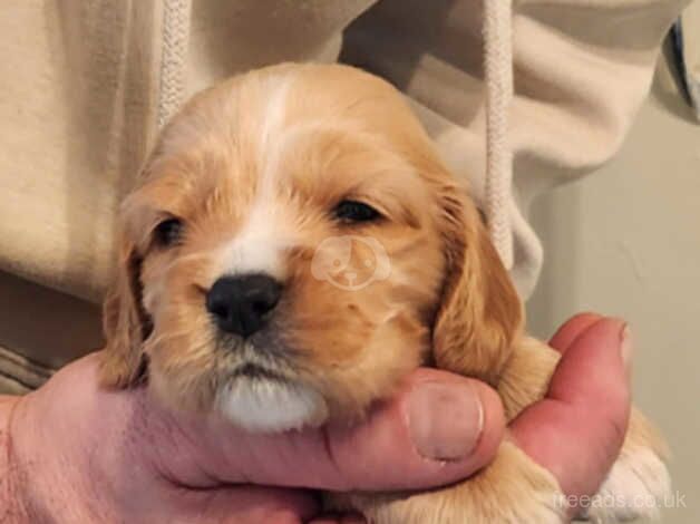 Cocker spaniels pups for sale in Stranraer, Dumfries and Galloway - Image 5