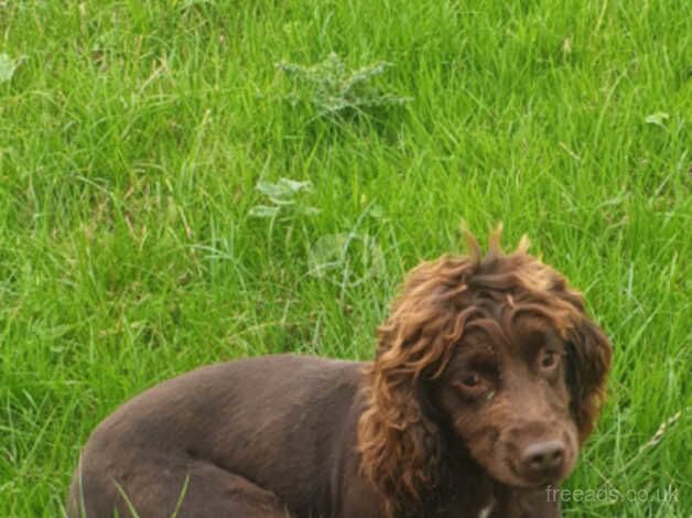 Cocker spanile bitch for sale in Durham, County Durham