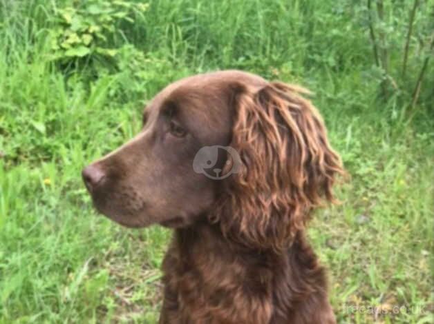 cocker x patterdale mixed litter for sale in Bradford, West Yorkshire