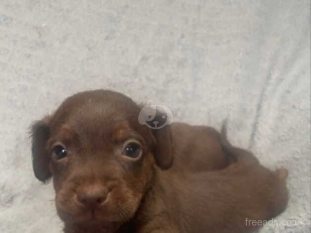 cocker x patterdale mixed litter for sale in Bradford, West Yorkshire - Image 2