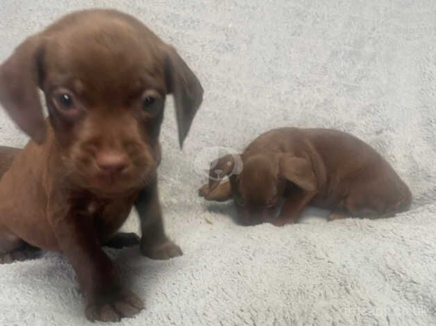 cocker x patterdale mixed litter for sale in Bradford, West Yorkshire - Image 3