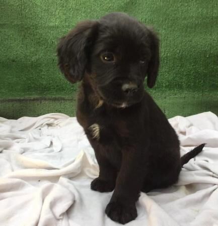 Cocker x sprocker spaniel puppies for sale in Maidstone, Kent - Image 1