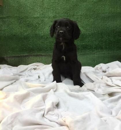 Cocker x sprocker spaniel puppies for sale in Maidstone, Kent - Image 2