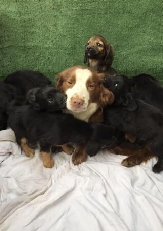 Cocker x sprocker spaniel puppies for sale in Maidstone, Kent - Image 3