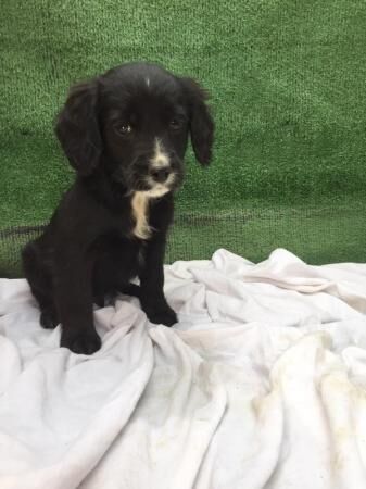 Cocker x sprocker spaniel puppies for sale in Maidstone, Kent - Image 4