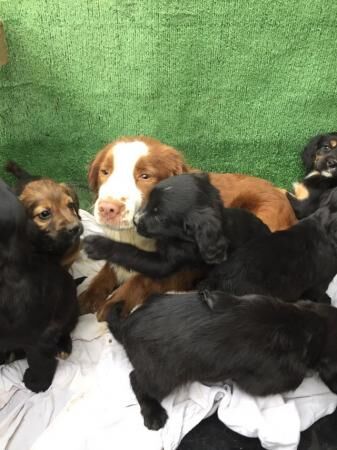 Cocker x sprocker spaniel puppies for sale in Maidstone, Kent - Image 5