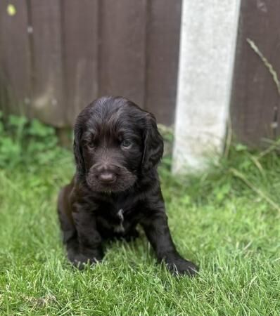 Cockerdor puppies ready 16th Aug, ready for viewings now. for sale in Downham Market, Norfolk - Image 1