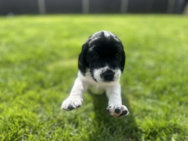 Cockerdor puppies ready 16th Aug, ready for viewings now. for sale in Downham Market, Norfolk - Image 2