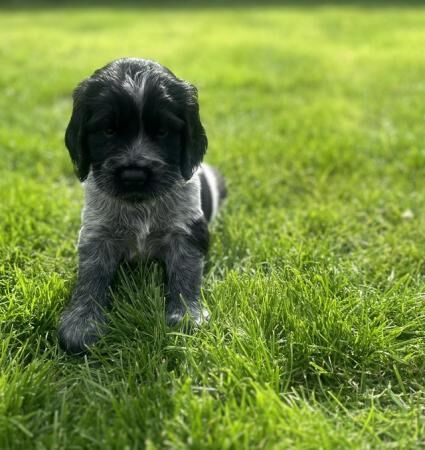 Cockerdor puppies ready 16th Aug, ready for viewings now. for sale in Downham Market, Norfolk - Image 3