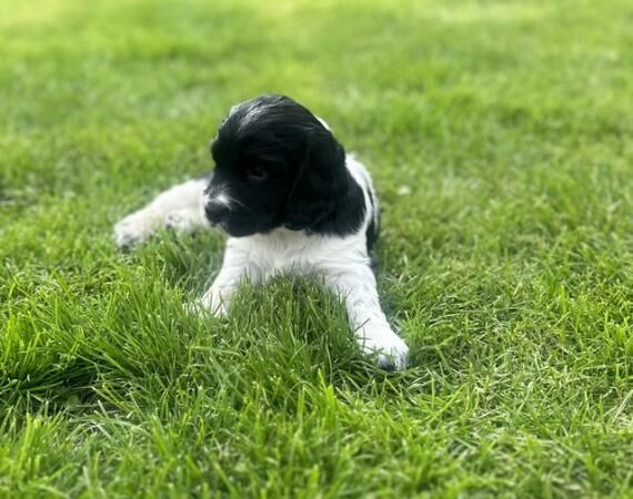 Cockerdor puppies ready 16th Aug, ready for viewings now. for sale in Downham Market, Norfolk - Image 4