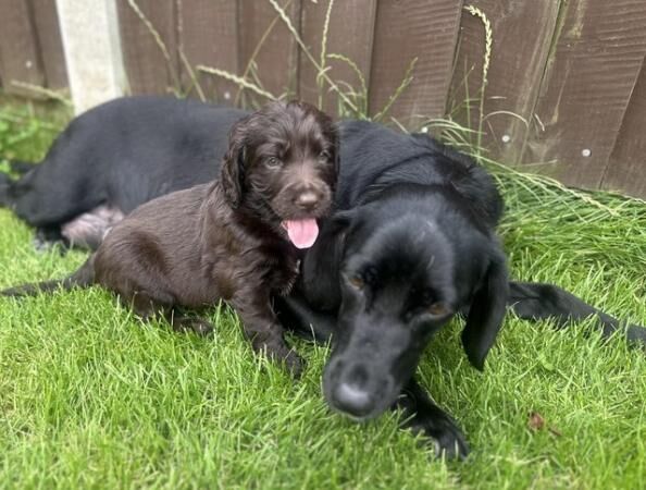 Cockerdor puppies ready 16th Aug, ready for viewings now. for sale in Downham Market, Norfolk - Image 5