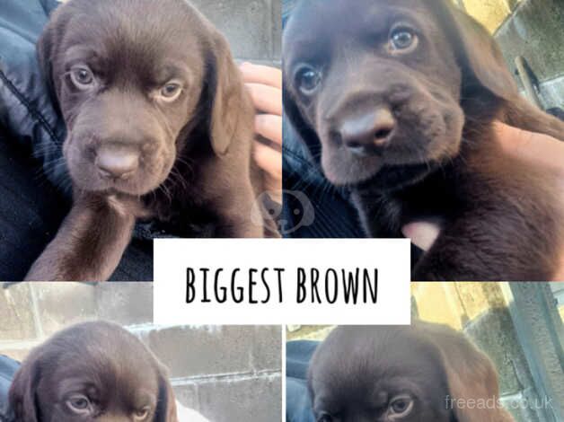 Cockerdor pups (labrador x cocker spaniel) for sale in Workington, Cumbria