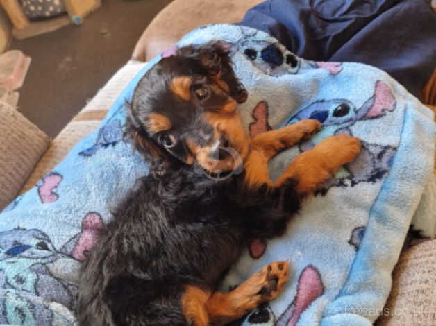 Cockerpoo pup for sale in Bishop Auckland, County Durham - Image 1