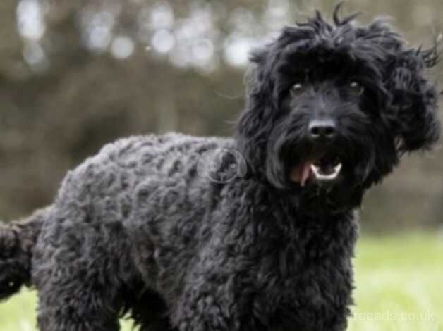 Cockerpoo pup for sale in Bishop Auckland, County Durham - Image 5