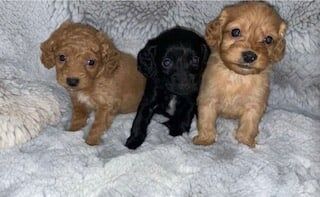 Cockerpoo puppies for sale in Oulton, West Yorkshire