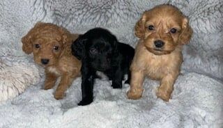 Cockerpoo puppies for sale in Oulton, West Yorkshire - Image 2