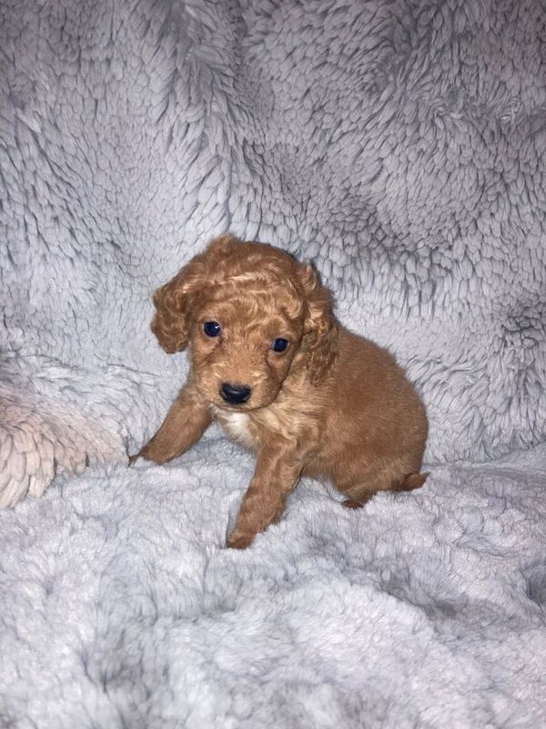 Cockerpoo puppies for sale in Oulton, West Yorkshire - Image 3