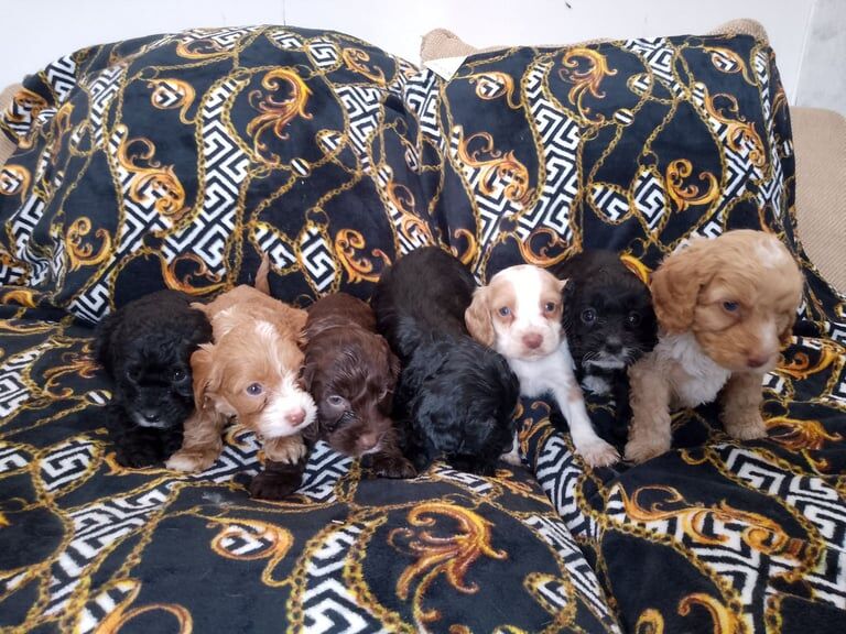 Cockerpoo puppies for sale in Lakenheath, Suffolk