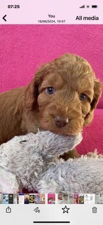 Cockerpoos needing good homes for sale in Cardiff/Caerdydd, Cardiff - Image 3