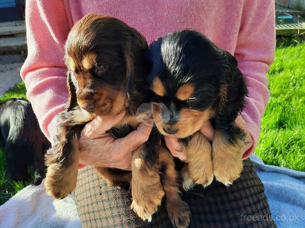 Cockerspaniel for sale in Kingston upon Hull, East Riding of Yorkshire - Image 1