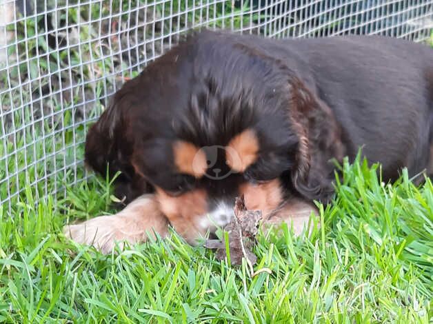 Cockerspaniel for sale in Kingston upon Hull, East Riding of Yorkshire - Image 2