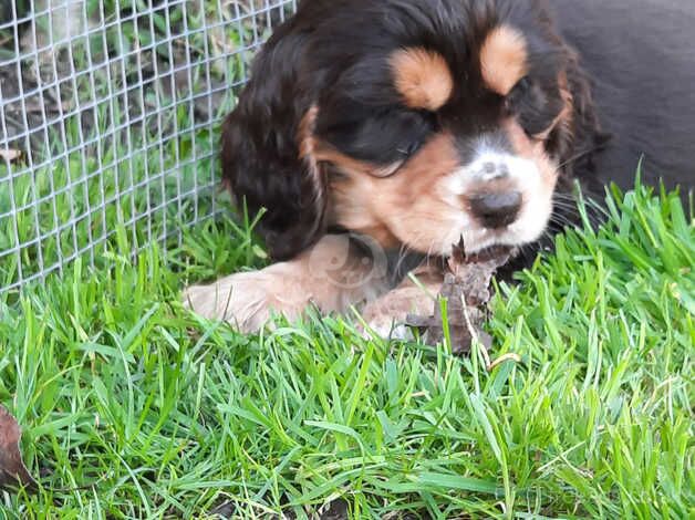 Cockerspaniel for sale in Kingston upon Hull, East Riding of Yorkshire - Image 3