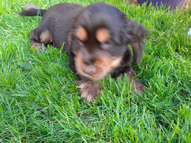 Cocker Spaniel Puppies for sale