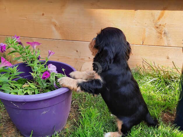 Cockerspaniel for sale in Kingston upon Hull, East Riding of Yorkshire - Image 5