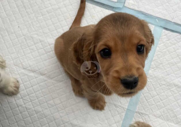 Cockerspaniel puppies for sale in Cleator Moor, Cumbria