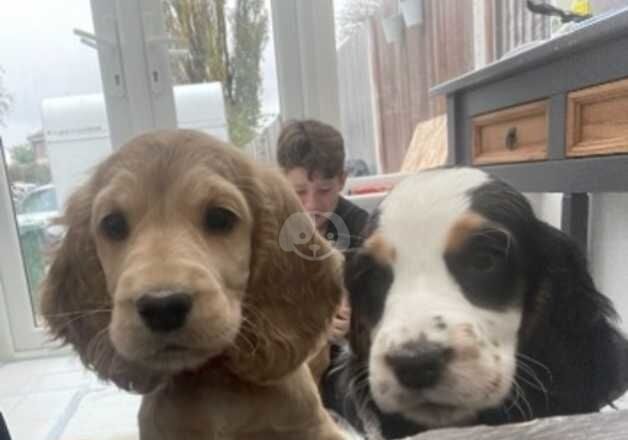 Cockerspaniel puppies for sale in Cleator Moor, Cumbria - Image 3