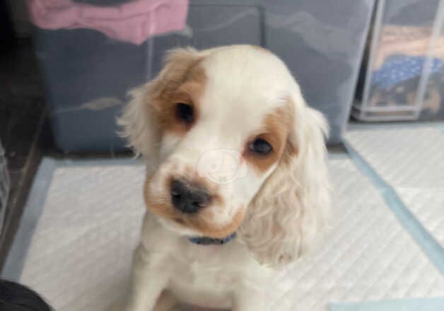 Cockerspaniel puppies for sale in Cleator Moor, Cumbria - Image 4