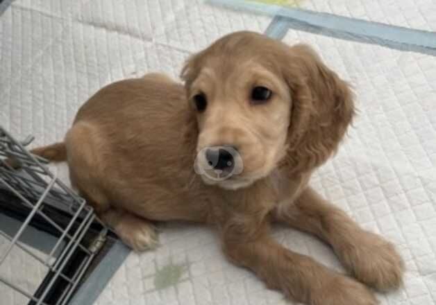 Cockerspaniel puppies for sale in Cleator Moor, Cumbria - Image 5